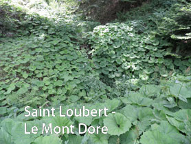 Saint Loubert - Le Mont Dore